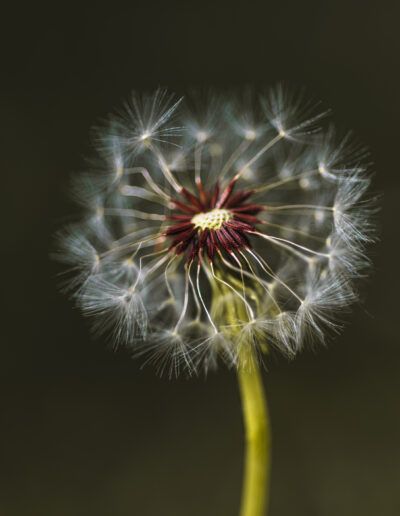 dandelion, dandelion seeds, seed head, macro, close up, botanical, flora, nature, plant, seed dispersal, fragility, delicate, softness, selective focus, bokeh, natural beauty, organic, wildflower, artistic, fine art, minimalism, minimalist, dreamy, ethereal, life cycle, renewal, growth, transition, change, passage of time, serenity, peaceful, calm, texture, detail, outdoors, environment, ecology, natural light, botanical art, aesthetic, elegance, gentle, contemplation, simplicity, floral detail, macro photography, fading, seasonal, harmony