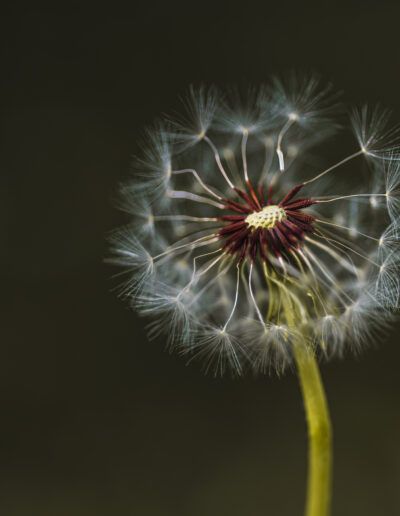 diente de león, semillas, vilano, flor seca, naturaleza, macro, detalle, delicadeza, fragilidad, ligereza, fondo oscuro, desenfoque, bokeh, botánica, tallo, verde, textura, luz suave, planta silvestre, fotografía artística, primer plano, calma, natural, primavera, composición minimalista.