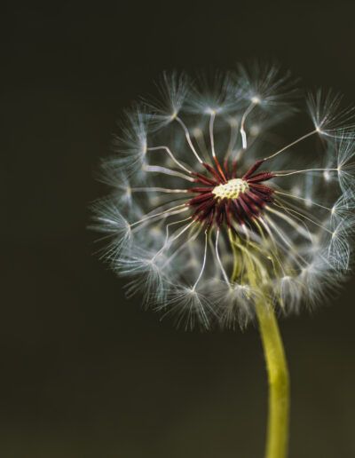 dandelion, dandelion seeds, seed head, macro, close up, botanical, flora, nature, plant, seed dispersal, freedom, transformation, fragility, delicate, softness, selective focus, bokeh, natural beauty, organic, wildflower, artistic, fine art, minimalism, minimalist, dreamy, ethereal, life cycle, renewal, growth, change, passage of time, serenity, peaceful, calm, elegance, texture, detail, outdoors, ecology, environment, natural light, botanical art, floral detail, simplicity, contemplation, airy, gentle, aesthetic, harmony, macro photography