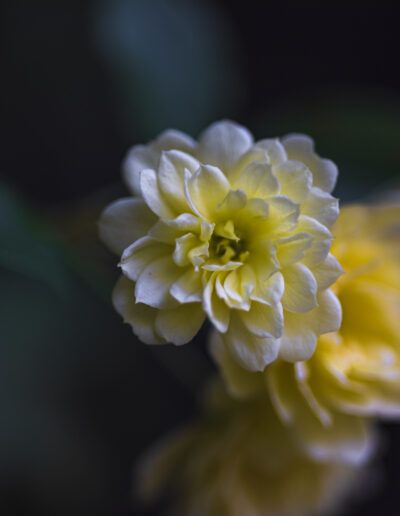 flor, flores amarillas, pétalos, naturaleza, macro, jardín, botánica, amarillo, blanco, verde, hojas, fondo oscuro, desenfoque, bokeh, luz suave, delicadeza, textura, floración, primavera, primer plano, composición floral, fotografía artística, calma, suavidad, detalle floral.