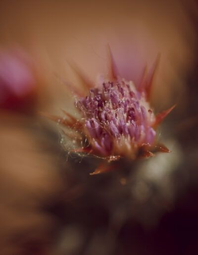 flor, macro, naturaleza, detalle, espinas, rosa, púrpura, desenfoque, bokeh, textura, suavidad, botánica, planta, luz cálida, primer plano, delicadeza, abstracto, floral, pétalos, estambres, jardín, natural, artístico, profundidad de campo, colores cálidos.