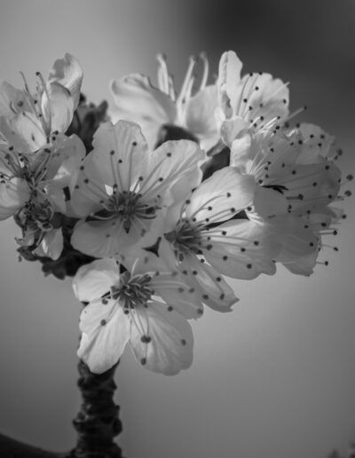 flores, floración, blanco y negro, monocromo, pétalos, primavera, naturaleza, rama, detalle floral, luz suave, contraste, botánica, flores blancas, macro, jardín, delicadeza, textura, estambres, fondo desenfocado, fotografía artística.