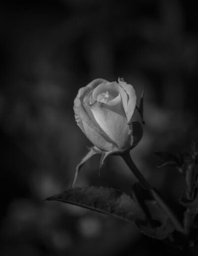 rosa, flor, blanco y negro, monocromo, pétalos, capullo, elegancia, romanticismo, naturaleza, jardín, fondo oscuro, contraste, luz suave, detalle, botánica, delicadeza, sombra, retrato floral, fotografía artística, flor solitaria.