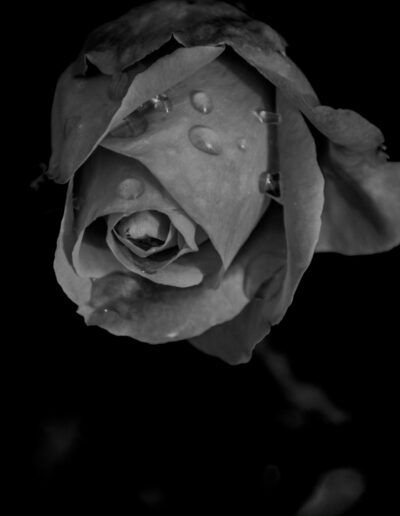 rosa, flor, gotas de agua, blanco y negro, monocromo, pétalos, lluvia, humedad, macro, detalle floral, fondo negro, contraste, textura, naturaleza, botánica, elegancia, delicadeza, flor mojada, primer plano, fotografía artística.