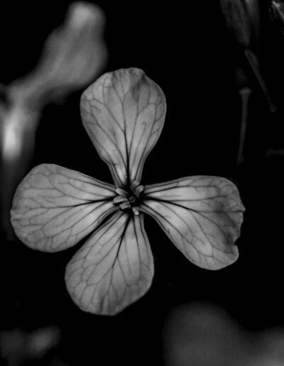 flor, blanco y negro, monocromo, pétalos, naturaleza, macro, detalle, botánica, fondo oscuro, contraste, textura, venas, delicadeza, flor silvestre, primer plano, minimalismo, sombra, luz suave, fotografía artística, jardín.