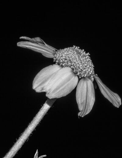margarita, flor, blanco y negro, monocromo, pétalos, naturaleza, macro, botánica, fondo negro, contraste, tallo, textura, detalle floral, flor silvestre, jardín, luz lateral, primer plano, delicadeza, fotografía artística, composición floral.