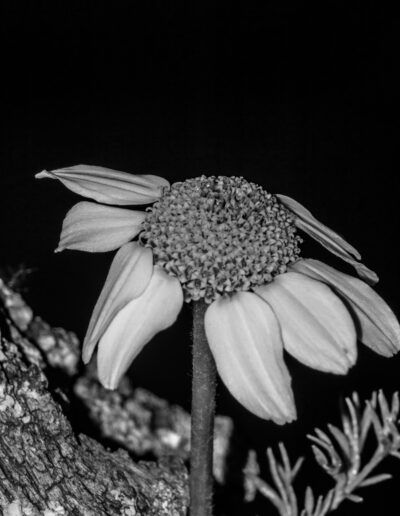 margarita, flor, blanco y negro, monocromo, pétalos, tronco, corteza, naturaleza, macro, detalle, botánica, textura, contraste, flor silvestre, jardín, primer plano, tallo, luz directa, fotografía artística, composición natural.