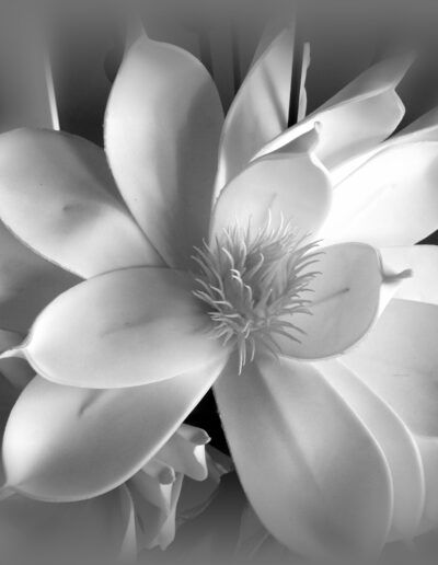 flor, blanco y negro, monocromo, pétalos, flor blanca, botánica, naturaleza, primer plano, detalle floral, suavidad, luz, contraste, centro floral, elegancia, delicadeza, composición, jardín, textura, fotografía artística, macro.