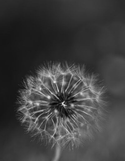 diente de león, semillas, vilano, blanco y negro, monocromo, macro, naturaleza, delicadeza, viento, flor seca, textura, detalle, fondo desenfocado, ligereza, botánica, silvestre, primer plano, suavidad, fotografía artística, fragilidad.