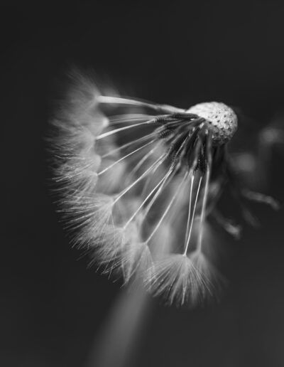 diente de león, semillas, vilano, blanco y negro, monocromo, macro, naturaleza, detalle, fragilidad, ligereza, fondo oscuro, flor seca, botánica, textura, desenfoque, suavidad, silvestre, viento, fotografía artística, primer plano.