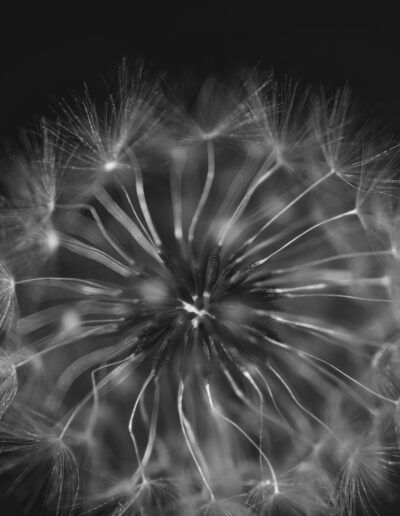 diente de león, macro, semillas, vilano, blanco y negro, monocromo, primer plano, detalle, textura, naturaleza, botánica, fragilidad, ligereza, esfera, flor seca, composición circular, suavidad, fotografía artística, fondo oscuro, delicadeza.