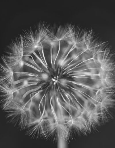 diente de león, semillas, vilano, blanco y negro, monocromo, macro, naturaleza, flor seca, detalle, textura, fragilidad, ligereza, botánica, fondo oscuro, suavidad, esfera, primer plano, viento, fotografía artística, delicadeza.