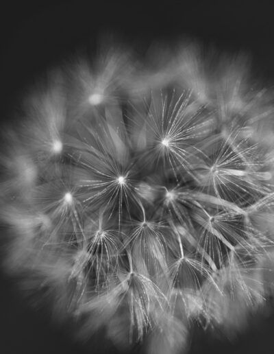 diente de león, macro, abstracto, blanco y negro, monocromo, semillas, vilano, naturaleza, detalle, suavidad, fragilidad, textura, desenfoque, luz, botánica, flor seca, delicadeza, composición artística, primer plano, ligereza.