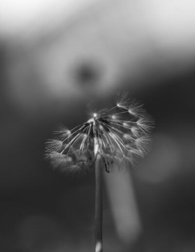 diente de león, semillas, vilano, blanco y negro, monocromo, macro, naturaleza, flor seca, fragilidad, ligereza, viento, detalle, textura, fondo desenfocado, tallo, botánica, suavidad, primer plano, fotografía artística, delicadeza.