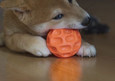 perro, cachorro, shiba inu, mascota, animal, juego, pelota, pelota naranja, juguete, madera, interior, ternura, divertido, doméstico, canino, joven, mirada, hocico, patas, reflejo, compañía, entrenamiento, mordiendo, expresión, vida cotidiana.