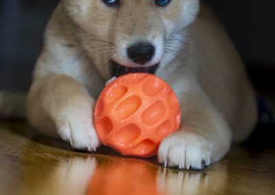 perro, cachorro, shiba inu, mascota, pelota, juguete, juego, naranja, mirada, retrato animal, canino, ternura, interior, suelo de madera, reflejo, ojos, expresión, joven, doméstico, compañía, diversión, hocico, patas, enfoque selectivo, fotografía de mascotas.