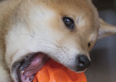perro, cachorro, shiba inu, primer plano, mascota, pelota naranja, juguete, mordida, juego, dientes, hocico, ojo, oreja, canino, ternura, energía, diversión, interior, animal doméstico, expresión, joven, detalle, enfoque, compañía, fotografía animal.