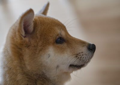 perro, cachorro, shiba inu, retrato, perfil, mascota, animal, canino, mirada, tranquilidad, ternura, hocico, oreja, pelaje, marrón, blanco, fondo desenfocado, luz suave, interior, expresión, joven, doméstico, compañía, serenidad, fotografía de mascotas.