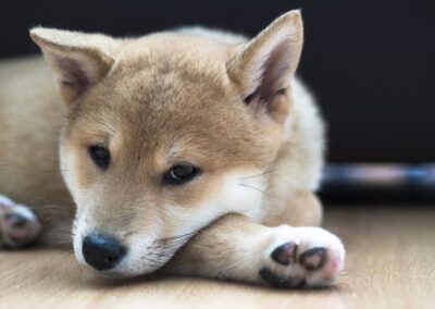 perro, cachorro, shiba inu, descanso, mascota, animal, canino, ternura, suelo, interior, relajado, sueño, calma, mirada, patas, hocico, pelaje, doméstico, compañía, tranquilidad, retrato animal, joven, suave, expresivo, fotografía de mascotas.