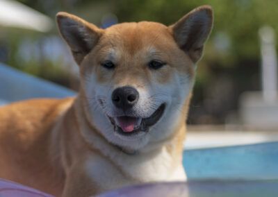perro, shiba inu, piscina, verano, mascota, animal, canino, agua, exterior, sol, alegría, sonrisa, lengua, retrato, diversión, vacaciones, calor, azul, jardín, ocio, naturaleza, perro feliz, luz natural, desenfoque, aire libre.