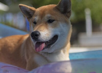 perro, shiba inu, piscina, verano, mascota, agua, exterior, perfil, canino, lengua, sol, calor, jardín, azul, retrato animal, diversión, vacaciones, ocio, aire libre, perro feliz, luz natural, descanso, expresión, desenfoque, vida al aire libre.