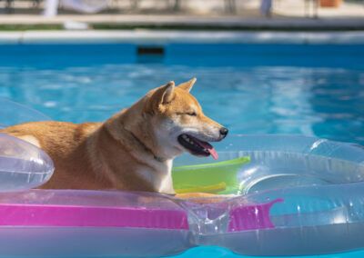 perro, shiba inu, piscina, flotador, hinchable, verano, agua, mascota, animal, canino, sol, vacaciones, descanso, ocio, diversión, exterior, azul, rosa, transparente, calor, jardín, perro relajado, luz natural, ambiente veraniego, fotografía animal.