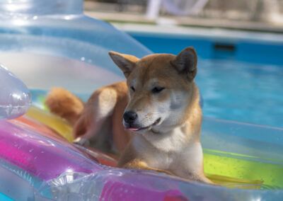 perro, shiba inu, flotador, piscina, verano, agua, mascota, animal, canino, hinchable, colores, rosa, azul, verde, sol, ocio, vacaciones, exterior, descanso, diversión, lengua, jardín, luz natural, perro feliz, ambiente veraniego.