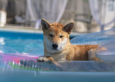 perro, shiba inu, piscina, flotador, agua, mojado, verano, mascota, animal, canino, sol, exterior, descanso, vacaciones, ocio, azul, hinchable, jardín, calor, diversión, retrato animal, luz natural, perro relajado, ambiente veraniego, naturaleza.