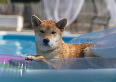 perro, shiba inu, piscina, flotador, agua, verano, mascota, animal, canino, mojado, descanso, sol, exterior, azul, hinchable, jardín, calor, ocio, vacaciones, retrato animal, perro relajado, luz natural, ambiente veraniego, tranquilidad, naturaleza.