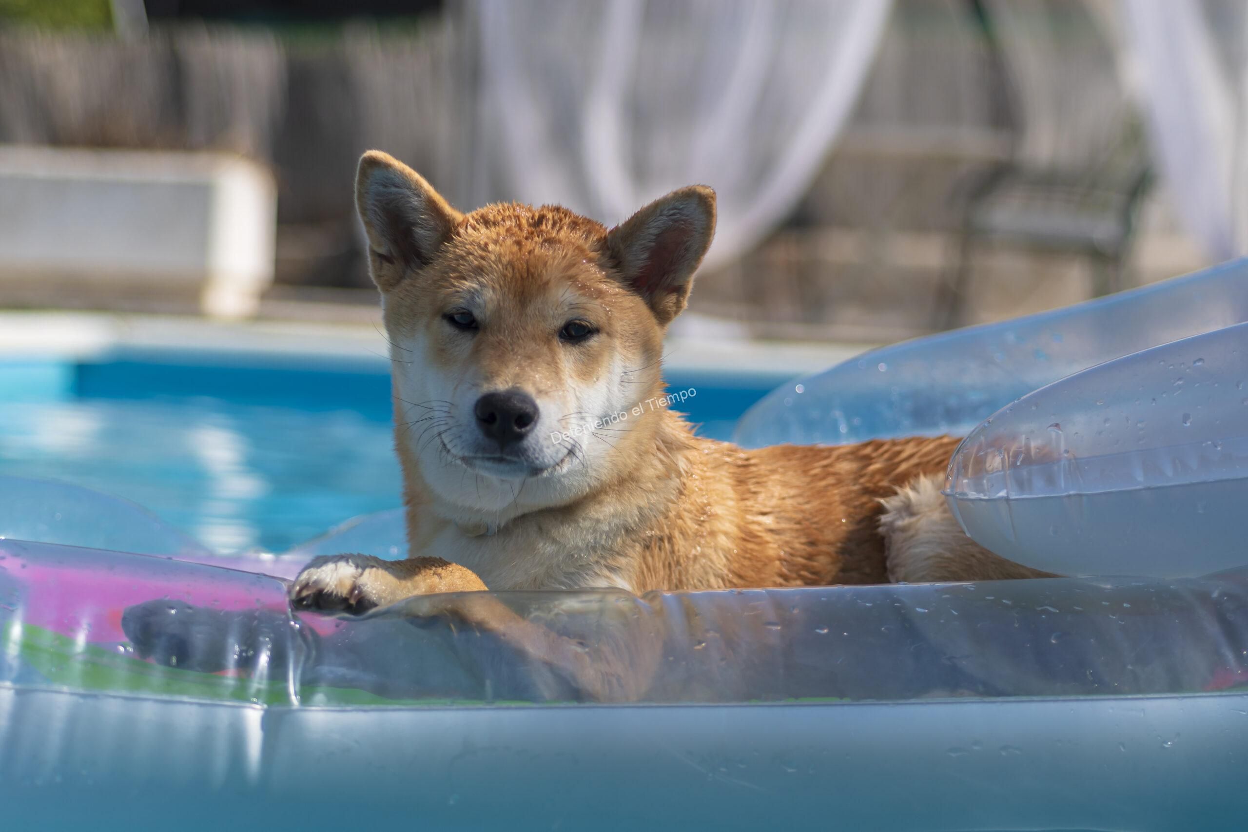 perro, shiba inu, piscina, flotador, agua, verano, mascota, animal, canino, mojado, descanso, sol, exterior, azul, hinchable, jardín, calor, ocio, vacaciones, retrato animal, perro relajado, luz natural, ambiente veraniego, tranquilidad, naturaleza.