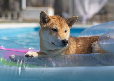 perro, shiba inu, piscina, flotador, agua, verano, mascota, canino, mojado, exterior, sol, descanso, hinchable, azul, rosa, jardín, calor, vacaciones, ocio, perro tranquilo, luz natural, retrato animal, ambiente veraniego, relajación, naturaleza.