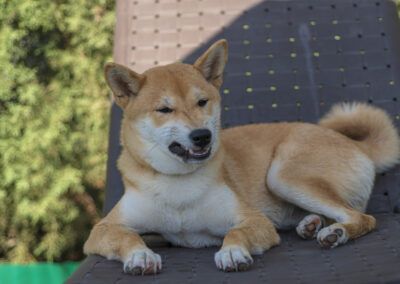 perro, shiba inu, tumbona, jardín, mascota, animal, canino, descanso, exterior, verano, naturaleza, pelaje, cola, alegría, relax, sol, sombra, retrato animal, perro descansando, aire libre, césped, expresión, compañía, luz natural, vida al aire libre.