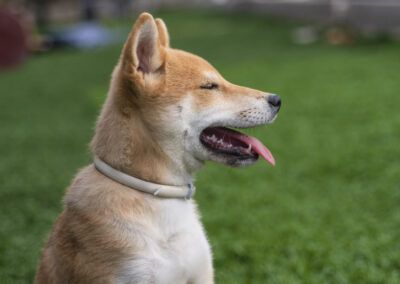 perro, shiba inu, césped, jardín, mascota, perfil, animal, canino, lengua, exterior, naturaleza, retrato, sentado, verano, verde, aire libre, collar, perro feliz, luz natural, desenfoque, tranquilidad, compañía, expresión, pelaje, fotografía animal