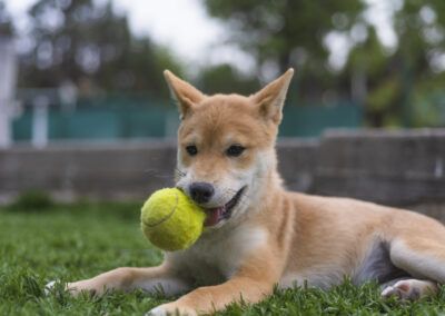 perro, shiba inu, pelota, pelota de tenis, césped, jardín, mascota, juego, animal, canino, exterior, naturaleza, diversión, juguete, verde, tumbado, mordiendo, ocio, perro joven, actividad, entrenamiento, compañía, luz natural, enfoque selectivo, fotografía de mascotas.