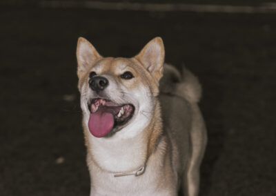 perro, shiba inu, retrato, mascota, animal, canino, lengua, sonrisa, alegría, expresión, fondo oscuro, noche, exterior, mirada, hocico, orejas, collar, perro feliz, primer plano, pelaje, luz directa, contraste, compañía, energía, fotografía animal.