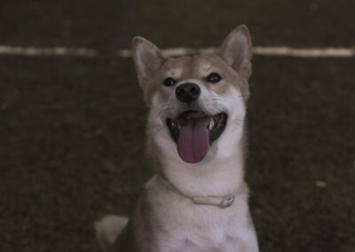 perro, shiba inu, retrato frontal, mascota, animal, canino, lengua, sonrisa, alegría, expresión, fondo oscuro, mirada, hocico, orejas, collar, perro feliz, primer plano, contraste, exterior, noche, pelaje, compañía, energía, fotografía animal, retrato animal.