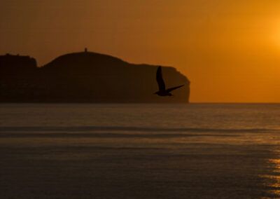 gaviota, ave, vuelo, silueta, puesta de sol, atardecer, mar, costa, horizonte, sol, cielo naranja, contraluz, libertad, naturaleza, paisaje marino, reflejo, luz dorada, calma, viaje, fotografía artística.