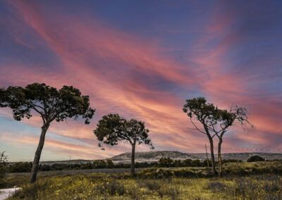 atardecer, cielo rosa, árboles, paisaje rural, nubes, puesta de sol, crepúsculo, campo, siluetas, colores cálidos, naturaleza, horizonte, luz dorada, paisaje, tranquilidad, cielo dramático, primavera, panorama, fotografía artística, campo español.