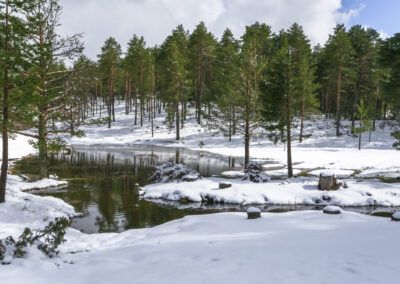 nieve, invierno, bosque, pinos, estanque, reflejos, paisaje nevado, naturaleza, montaña, frío, árboles, agua, tranquilidad, blanco, paisaje invernal, entorno natural, hielo, luz de invierno, serenidad, fotografía de paisaje.