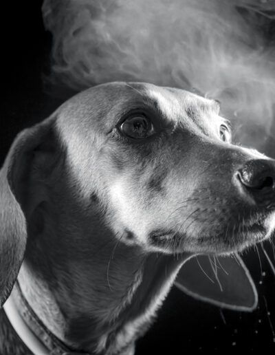 perro, retrato animal, blanco y negro, humo, mascota, primer plano, mirada, iluminación lateral, hocico, fotografía de estudio, canino, dramatismo, fondo negro, expresión, animal doméstico.