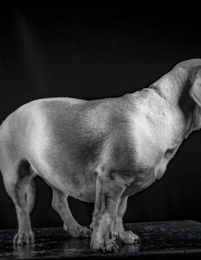 perro, perfil, retrato animal, blanco y negro, cuerpo entero, fondo negro, mascota, fotografía de estudio, canino, iluminación, silueta, patas cortas, animal doméstico, contraste, pose