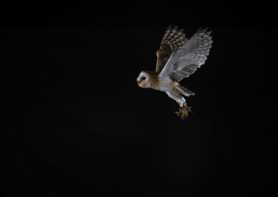 aves, animales, lechuza volando