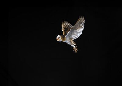 aves, animales, lechuza volando
