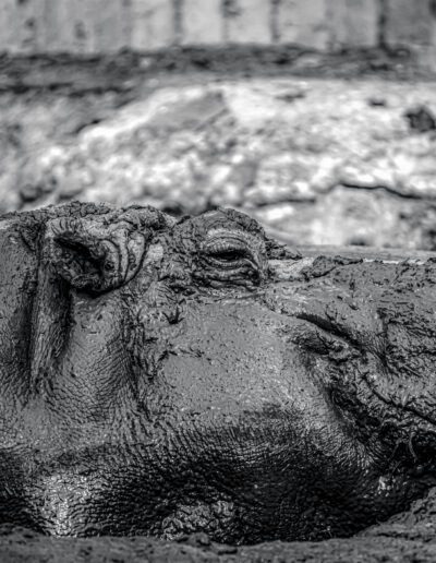 hipopótamo, barro, fauna, animal salvaje, primer plano, blanco y negro, textura, piel, descanso, naturaleza, mamífero, retrato animal, zoológico, tranquilidad, vida salvaje.