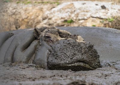 imagenes de animales