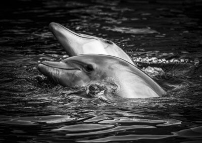 delfines, agua, mamíferos marinos, blanco y negro, movimiento, pareja, natación, mar, salpicaduras, fauna marina, naturaleza, interacción, reflejos, vida acuática, fotografía animal.