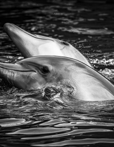 delfines, agua, mamíferos marinos, blanco y negro, movimiento, pareja, natación, mar, salpicaduras, fauna marina, naturaleza, interacción, reflejos, vida acuática, fotografía animal.