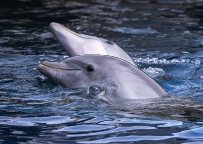 imagenes de delfines jugando en el agua
