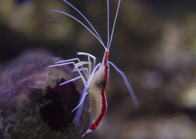 images of colorful fish and seahorses in the water