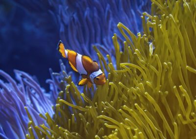 images of colorful fish and seahorses in the water